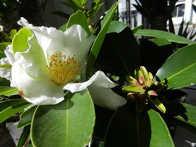 申し分のない魅力