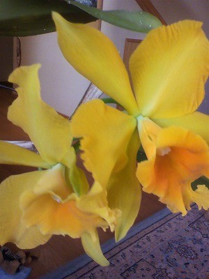 カトレアさきました！