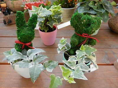 かわいいアニマルヘデラ