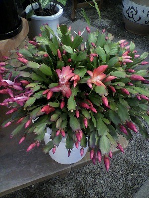 今年もこんなに!!!