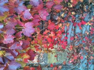 もう冬でもナツヅタ