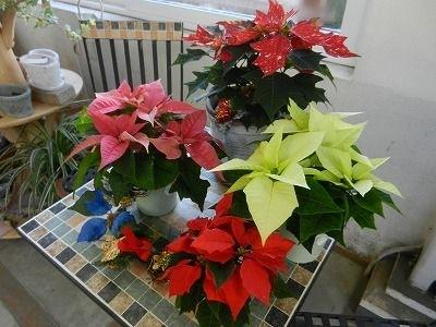 華やかポインセチア