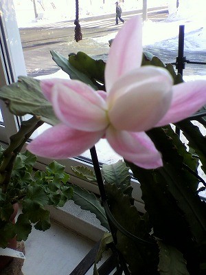 サボテン咲いた！！