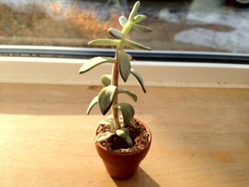 ミニなかわいいやつ