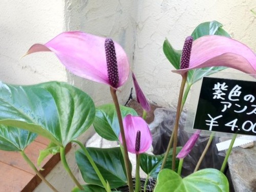 パープルアンスリウム