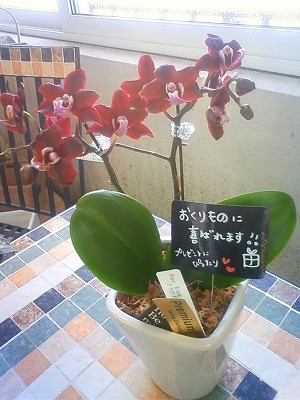 新品種かわいいラン