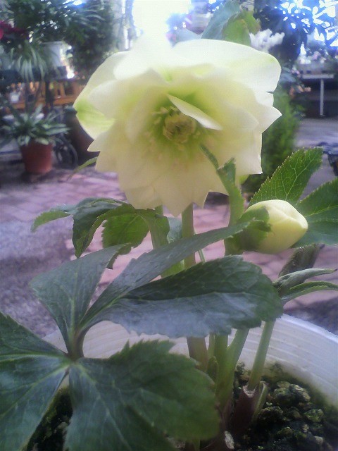 クリスマスローズ入荷しました！