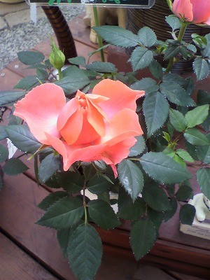 ミニバラ入荷中！