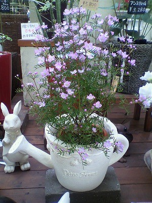 春の花ボロニア入荷中