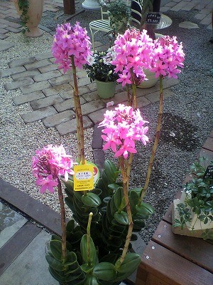 エピデンドラム入荷中!