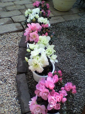 卒業式にお花を！