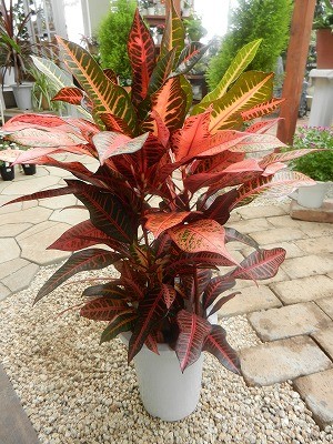 お部屋のアクセントに。