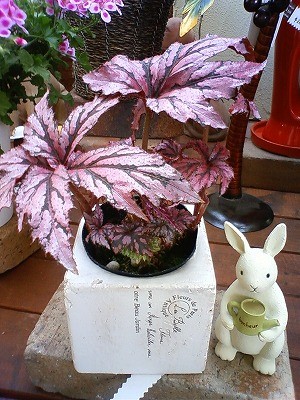 葉色が魅力レックスベコニア