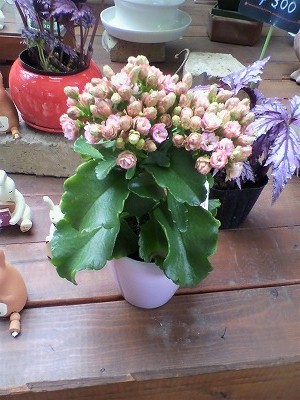 変わった色のカランコエ入荷中