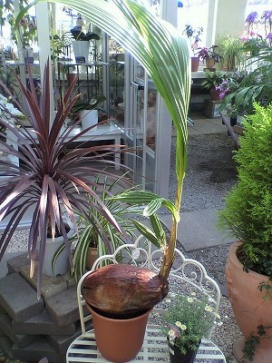 ココヤシ入荷中！