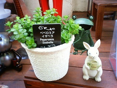 ペペロミア、かわいいです