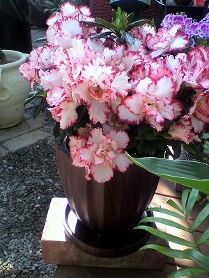 カワイイアザレア入荷中！