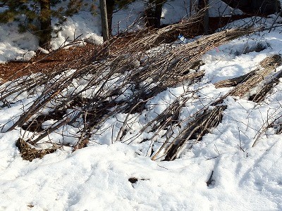 冬眠から覚めます