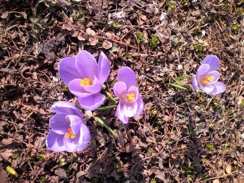 やっと春が来ました！