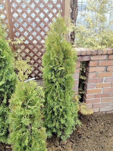 お庭にいかがですか。グリーンコーン