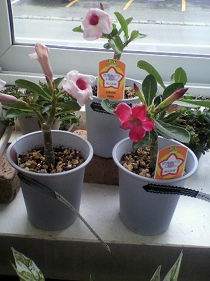 アデニュウム入荷しました！