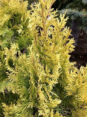 ヨーロッパゴールド