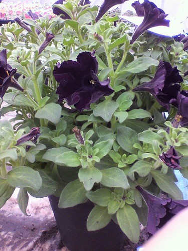 黒いペチュニア入荷しました！