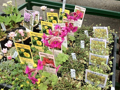 夫が高山マニアです♪