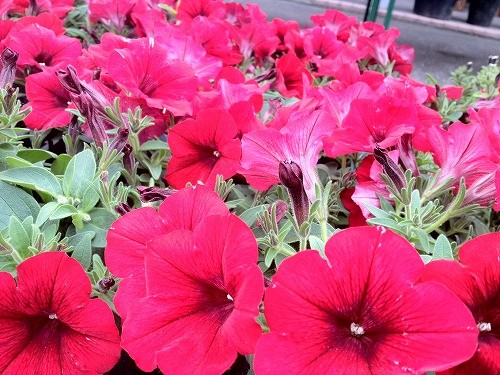 【1000の風にのって】