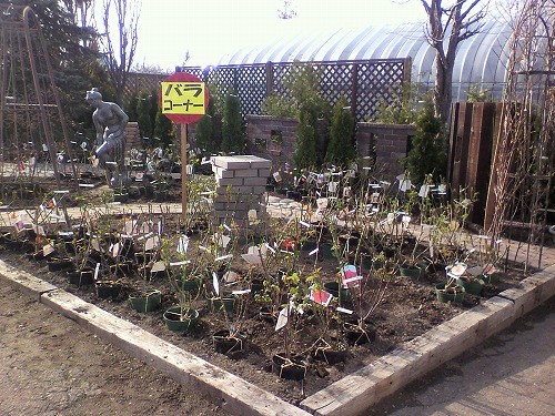 バラの苗入荷しました。