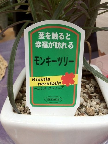 茎に触れると幸福が訪れる…かも