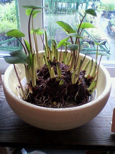 ヤツガシラ入荷しました！！