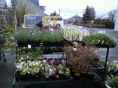 宿根草コーナー