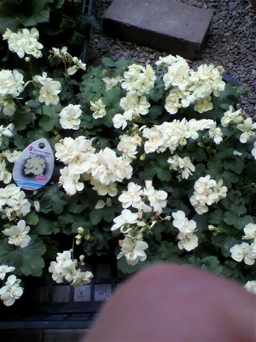 珍しい黄色のゼラニューム入荷しました。