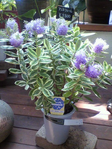 斑入りのヘーベ入荷しました