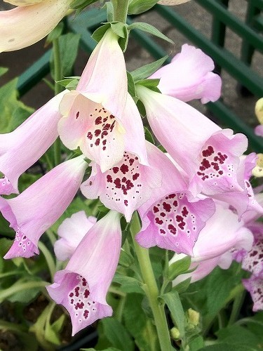 ボーダー花壇にジキタリス