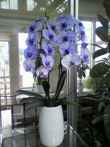 ブルーの胡蝶蘭入荷しました