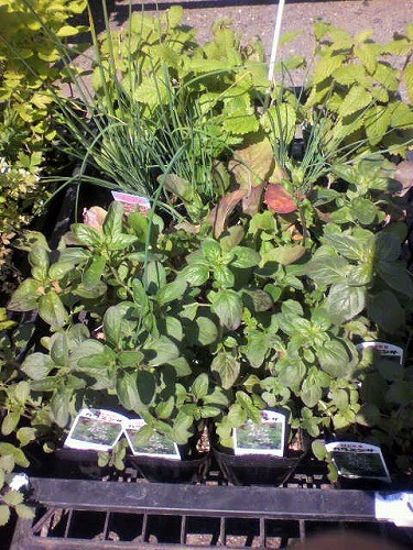 キッチンハーブ