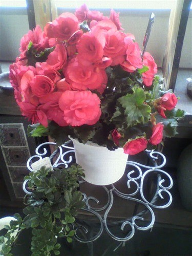 リーガスベコニア入荷中