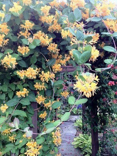 ツキヌキニンドウ