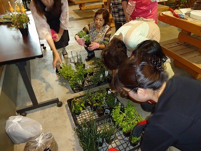 キッチンハーブ寄せ植え