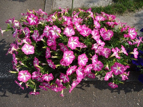 セールしてます！