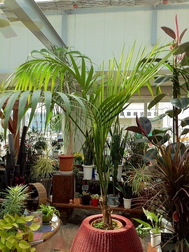 暑い夏のリビングにピッタリ