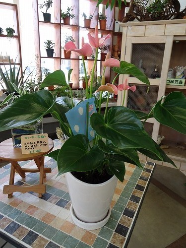 アンスリュウムの効果