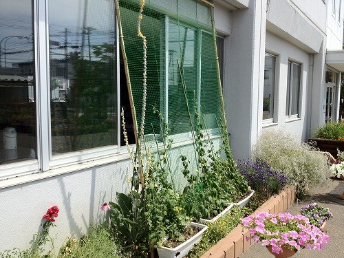 グリーンカーテン ～ゴーヤ編