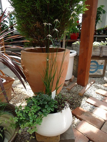 シラサギカヤツリ入荷してます