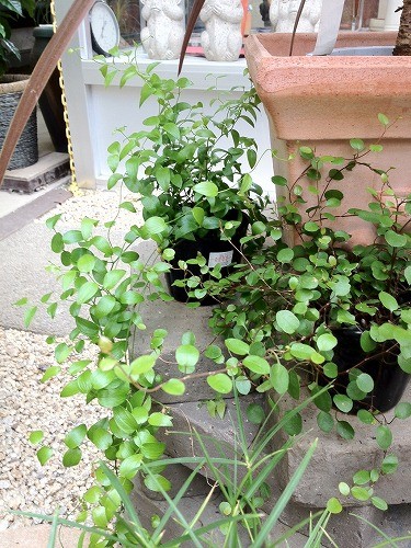 涼を演出する緑