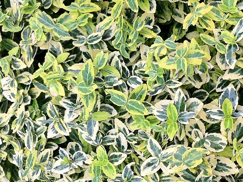 エメラルドゴールド