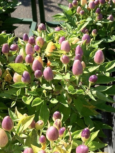 観賞用トウガラシ