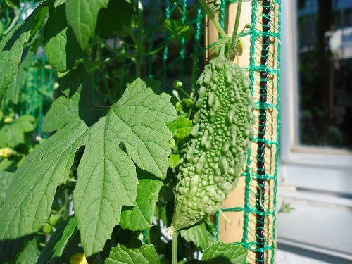 こんなに大きくなりました！